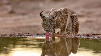 Projeto visa impedir o atropelamento de felinos nas estradas da região da Andaluzia