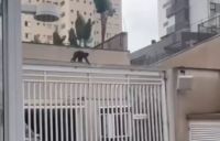 Vídeo: macaco à solta mobiliza moradores de bairro da zona leste de São Paulo