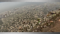 Governo de SP retira 500 kg de peixes encontrados mortos na represa Billings