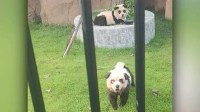 "Cachorros panda": zoológico chinês atrai visitantes com filhotes pintados