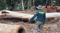 Ibama desmonta fraude de madeireiros na Amazônia e aplica multas milionárias