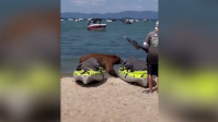 Vídeo: Urso surpreende banhistas em praia na Califórnia