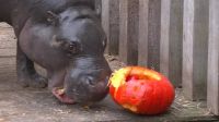 Animais de zoológico belga ganham abóbora para celebrar o Halloween