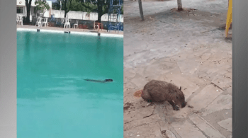 Animal foi resgatado pela Secretaria de Meio Ambiente de Guanambi