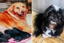 Shih Tzu que engravidou Golden Retriever conhece filhotes em SC; entenda história