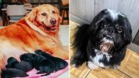 Golden Retriever fica grávida de Shih Tzu em SC; entenda história