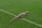 Jacaré invade campo de CT do Vasco, e torcedores reagem; veja vídeo