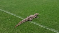 Jacaré invade campo de CT do Vasco, e torcedores reagem; veja vídeo