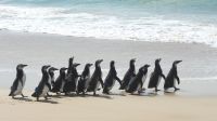 Mais de 70 pinguins são devolvidos ao mar após serem resgatados em SC