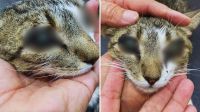 Gata tem olhos queimados por solda cáustica e colados com cola de madeira no PI