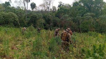 Houve também 32 “acampamentos narcos” destruídos e 93 roças de droga erradicadas