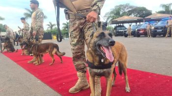 Cerimônia homenageou dez cães policiais com medalha de honra ao mérito; novos filhotes já estão em treinamento