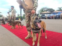 Veja quem são os "cães heróis", que se aposentam após anos de trabalho policial