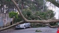 Cidade de São Paulo registra a ventania mais forte desde 1995, diz Defesa Civil