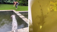 Anitta descobre iguana na piscina de casa em Miami: "Cachorro está enlouquecido"