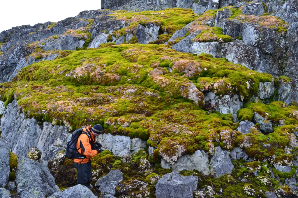 Vegetação crescendo na paisagem rochosa de Norsel Point, na Antártica