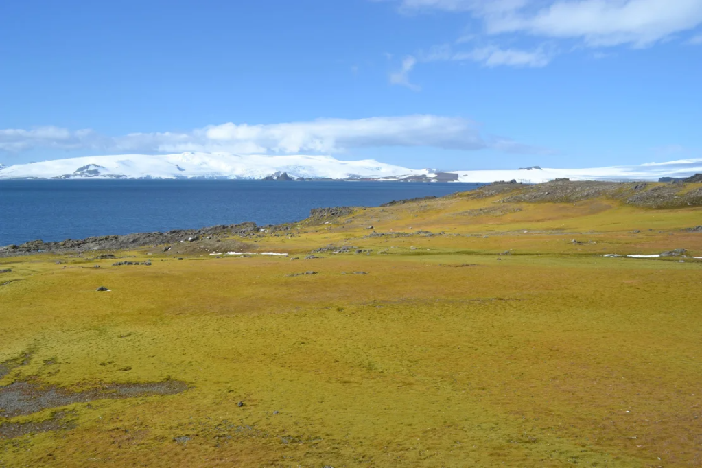 Uma parte da Ilha Barrientos que deu lugar à vida vegetal