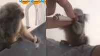 Vídeo: jovem oferece drogas e álcool a macaco e é preso na Paraíba