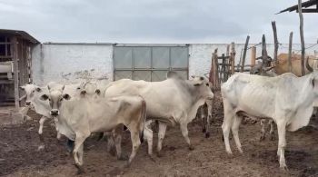 Na operação, o responsável pelo local e três auxiliares foram presos em flagrante; 760 quilos de carne bovina nelore foram apreendidas