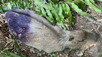 Mortes ocorreram na região das Lagoas de Jacarepaguá, na zona Oeste do Rio de Janeiro