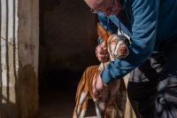 Concurso seleciona melhores fotos de cachorros; veja os vencedores de 2024