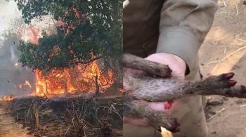 O animal estava cansado e foi encontrado pela equipe de bombeiros com as patas queimadas