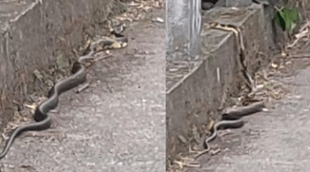 Serpente da espécie caninana pode chegar a 2 metros de cumprimento e não é peçonhenta