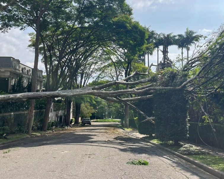 Queda de árvore no Campo Limpo, em São Paulo