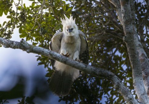 A COP da Biodiversidade