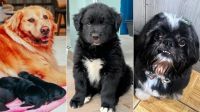 Filhote de cruzamento entre Golden Retriever e Shih tzu é batizado de "Miau"