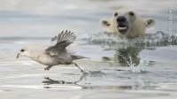 Fotógrafo de Vida Selvagem 2024: veja fotos dos finalistas para votação popular