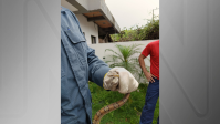 Jiboia exótica é resgatada em casa em Florianópolis (SC)