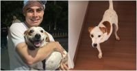 Tatá Werneck e Rafa Vitti adotam cachorro com deficiência