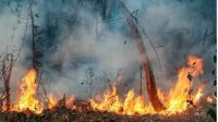 Indígenas e bombeiros combatem incêndio florestal há mais de uma semana no Pará