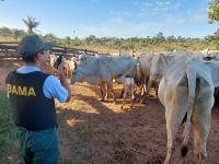 PF faz operação contra fraudes em venda de gado em terra indígena no Pará