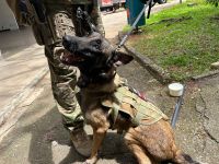 Evento com ministros do STF e Theresa May tem reforço na segurança com cão farejador de bombas