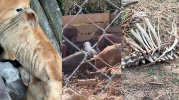 Em um chiqueiro, um porco morto estava sendo consumido por outros suínos