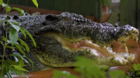 Com mais de 100 anos de idade, maior crocodilo cativo do mundo morre na Austrália