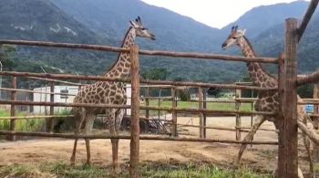 Animais estão abrigados em um resort em Mangaratiba