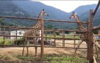 Ibama determina repatriação de girafas importadas pelo Bioparque do Rio