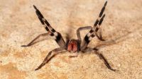 Gel de veneno de aranha causa ereção e rejuvenescimento e é desenvolvido na UFMG