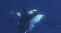 Imagens revelam como orcas caçam o maior peixe do mundo; veja