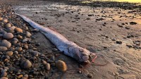 "Peixe do Juízo Final" é visto na costa da Califórnia pela terceira vez no ano