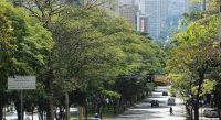 Cidade de Belo Horizonte pretende plantar 50 mil árvores em 2025