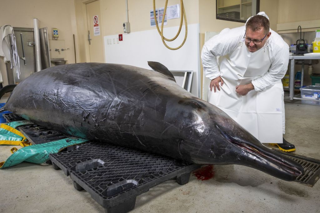 O especialista em baleias-de-bico Anton van Helden inspeciona uma baleia-de-dentes-de-espada macho antes de uma dissecação no Invermay Agricultural Centre, Mosgiel, perto de Dunedin, Nova Zelândia, em 2 de dezembro de 2024