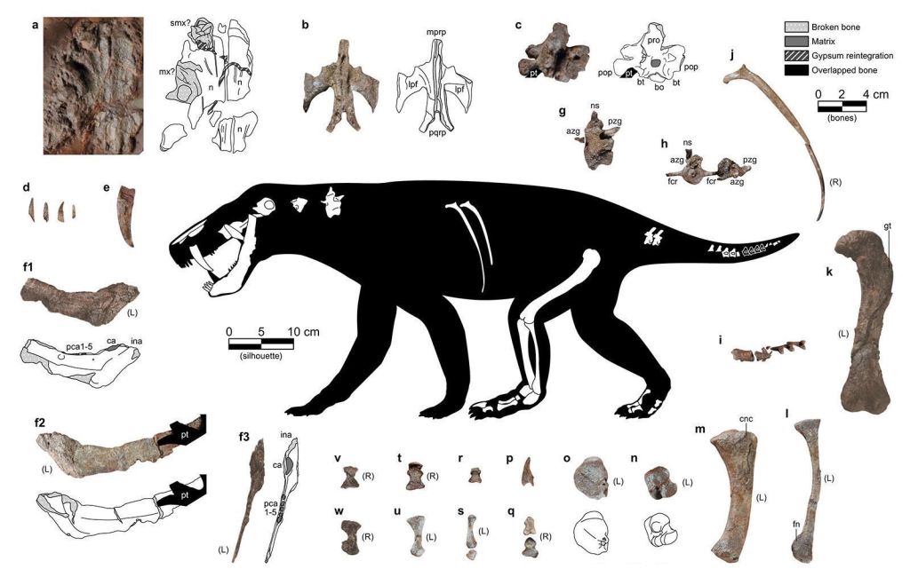 Ilustração do gorgonopsiano recém-descrito mostra os fósseis que foram encontrados: caninos em forma de facas; partes de sua mandíbula; algumas vértebras, costelas, cóccix e ossos dos pés; e a maioria dos ossos de um membro posterior