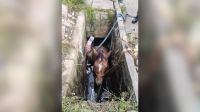 Cavalo Caramelo da Praia Grande cai em bueiro e é resgatado pelos bombeiros