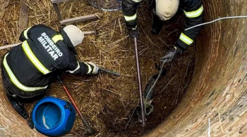 Animal ficou preso por quatro dias, mas foi devolvido ao seu habitat natural