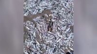 Vídeo mostra milhares de peixes mortos na costa do Chile