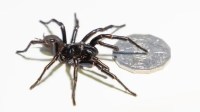 Maior aranha macho da espécie mais perigosa do mundo é encontrada na Austrália